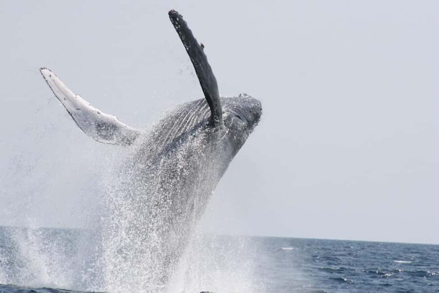 From Naha: Whale Watching with Pickup and English Guide - Who should book this experience