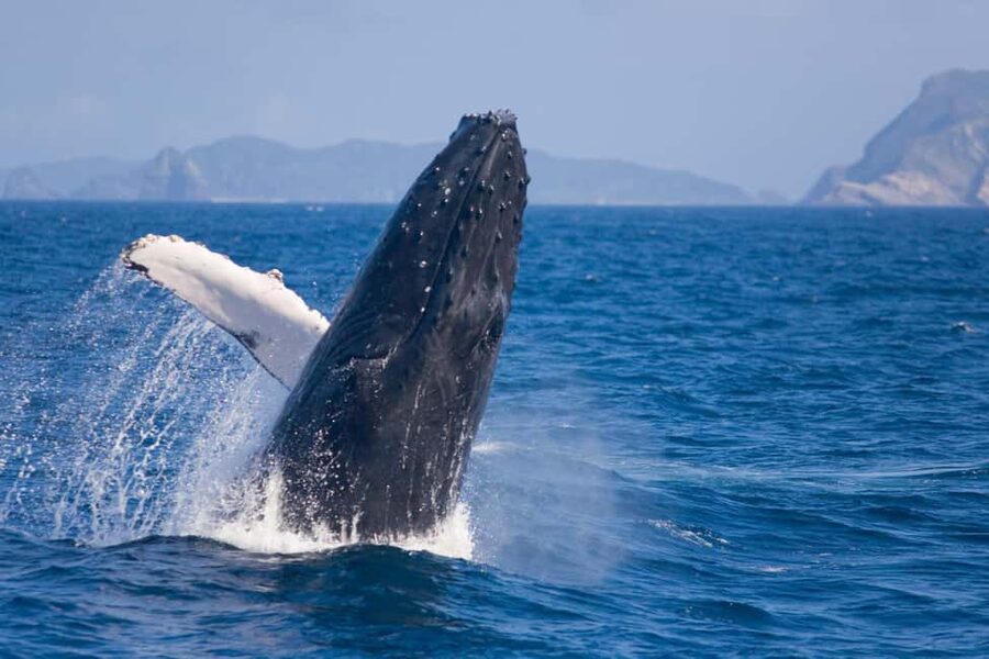From Naha: Whale Watching with Pickup and English Guide - Meeting at Miegusuku Port or taking the Naha pickup