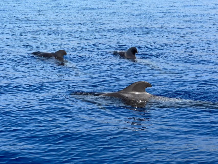 From Playa San Juan: Whale Watching, Gigantes, and Masca Bay - Searching the Whale Sanctuary Near La Gomera