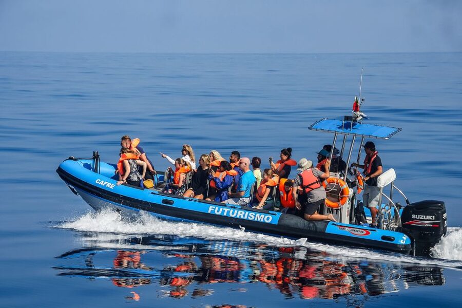 From Ponta Delgada: Whale and Dolphin Watching Trip - Key points before you book