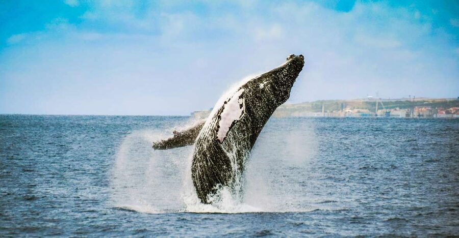 From Ponta Delgada: Whale and Dolphin Watching Trip - Should you book the Futurismo whale-watching trip?