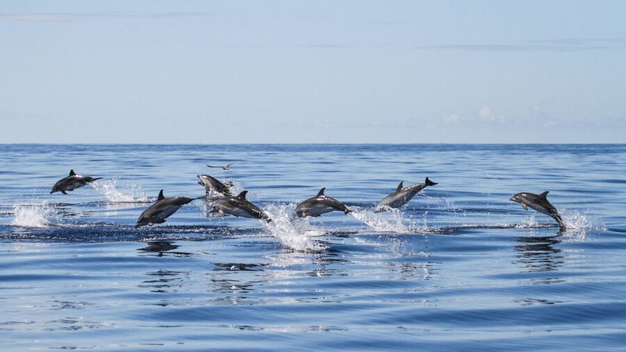 From Ponta Delgada: Whale and Dolphin Watching Trip - Leaving from Portas do Mar in Ponta Delgada