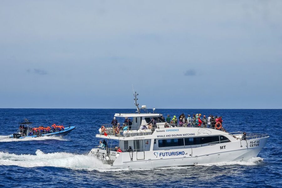 From Ponta Delgada: Whale and Dolphin Watching Trip - What happens during the 2-hour-45-minute search