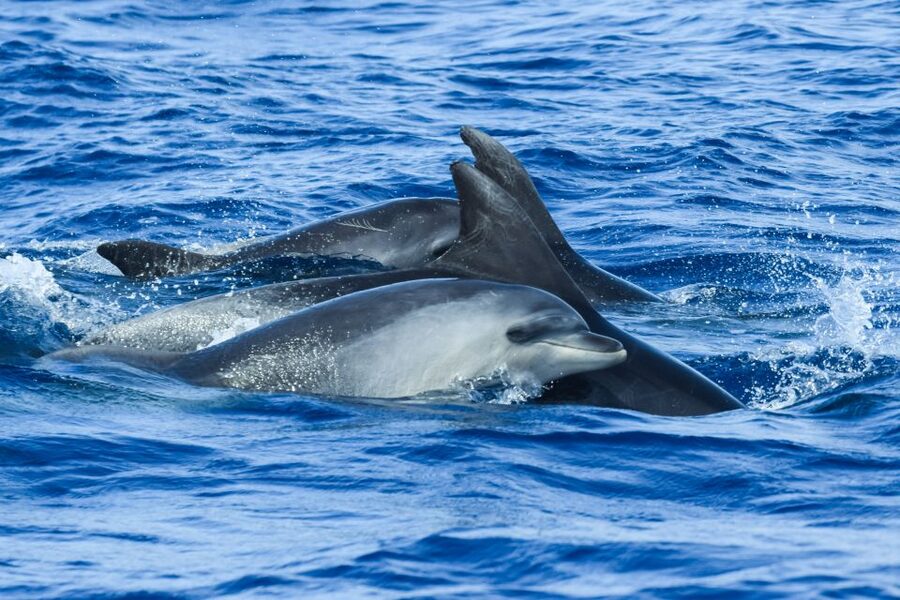 From Ponta Delgada: Whale and Dolphin Watching Trip - The animals you might see around São Miguel
