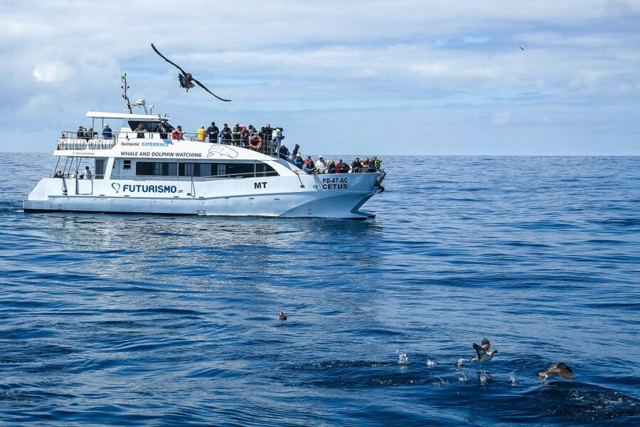 From Ponta Delgada: Whale and Dolphin Watching Trip - The strongest part: guides who care about the animals