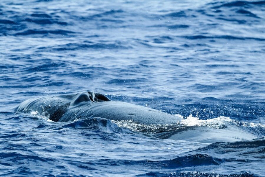 From Ponta Delgada: Whale and Dolphin Watching Trip - How much value do you get for $82?
