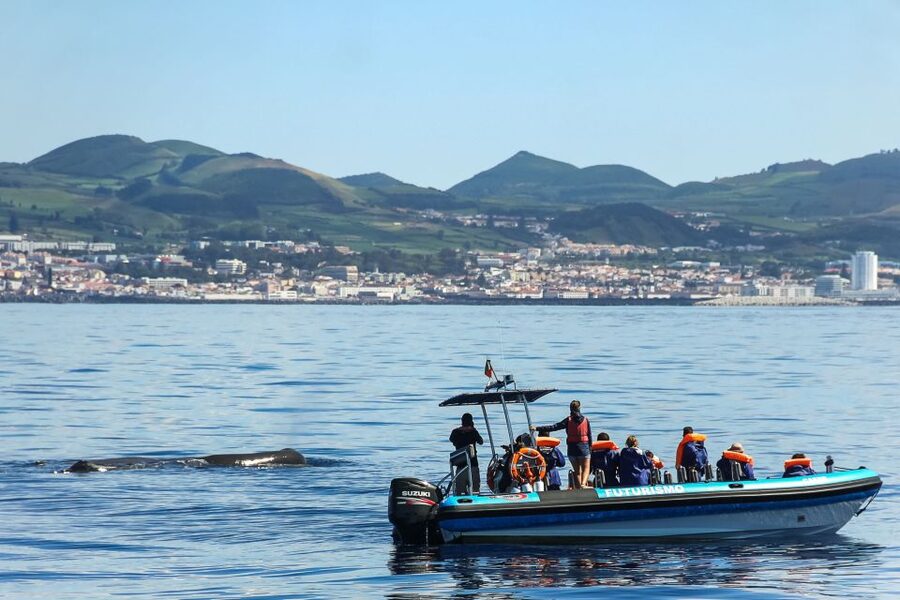 From Ponta Delgada: Whale and Dolphin Watching Trip - The seasons matter, but luck matters more