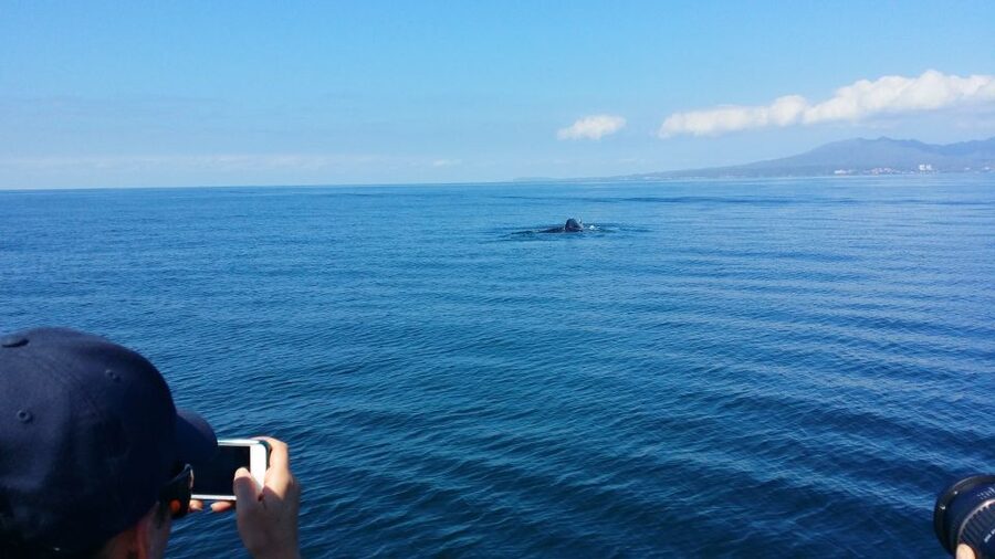 From Puerto Vallarta/Nuevo Vallarta: Whale Watching Cruise - A four-hour cruise built around the whales