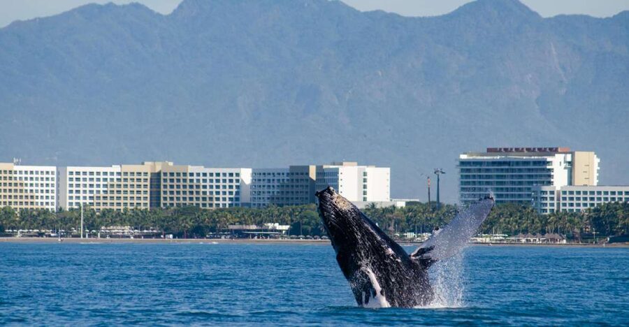 From Puerto Vallarta/Nuevo Vallarta: Whale Watching Cruise - What the catamaran feels like on the water