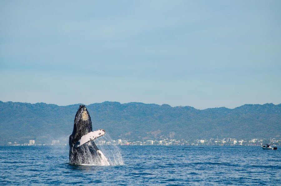 From Puerto Vallarta/Nuevo Vallarta: Whale Watching Cruise - Whales, dolphins, and the luck factor