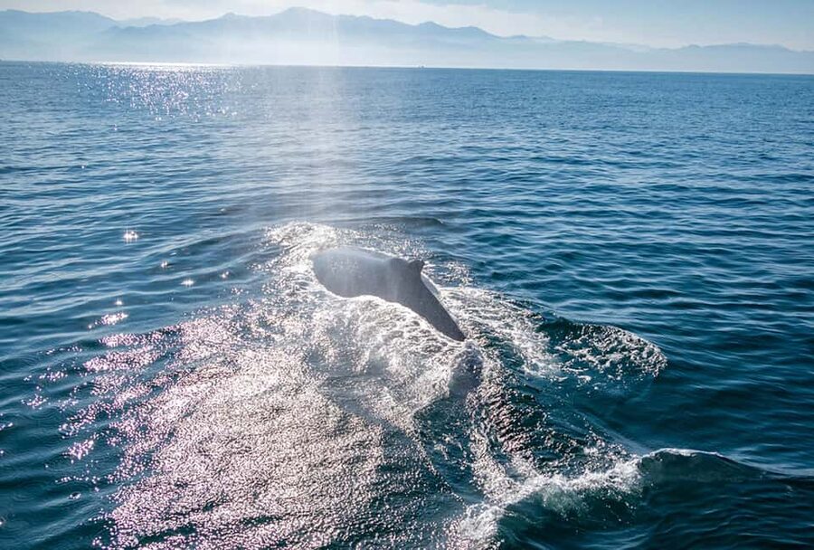 From Puerto Vallarta/Nuevo Vallarta: Whale Watching Cruise - The guide and crew make the difference