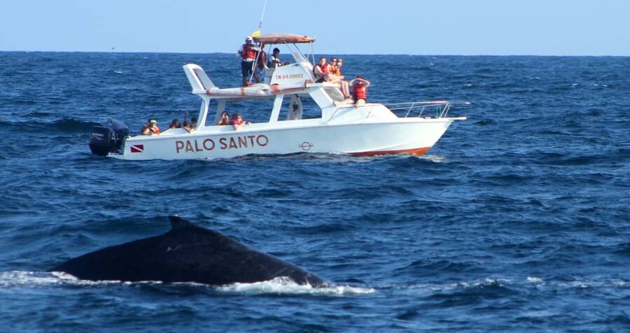 From Punta Cana: Samana Bay Whale-Watching Cruise with Lunch - Why Samana Bay is worth the early start