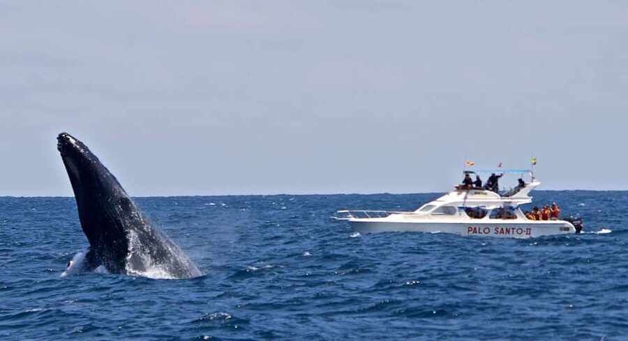 From Punta Cana: Samana Bay Whale-Watching Cruise with Lunch - Booking advice and practical expectations