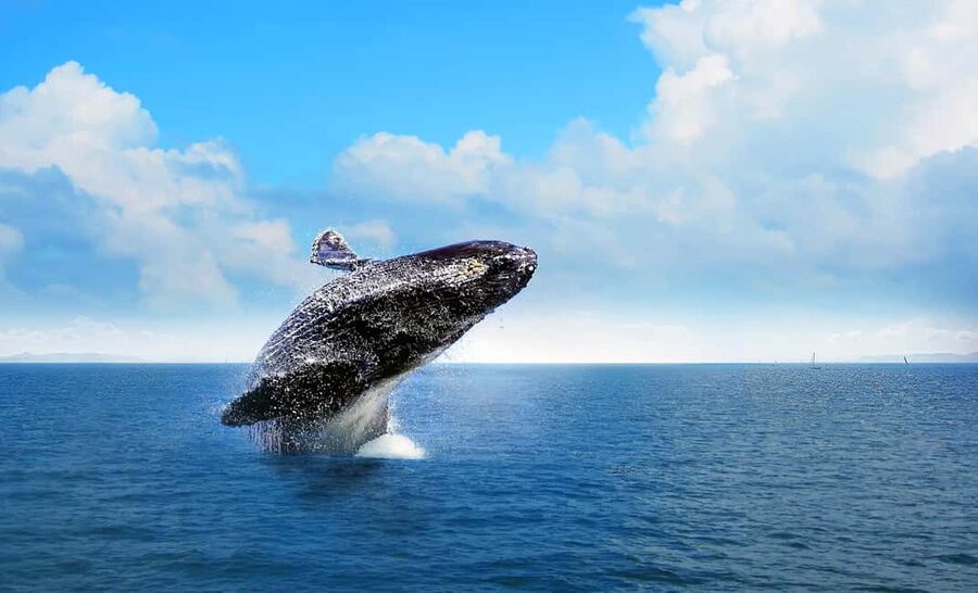 From Punta Cana: Samana Bay Whale-Watching Cruise with Lunch - Cayo Levantado: a welcome beach stop