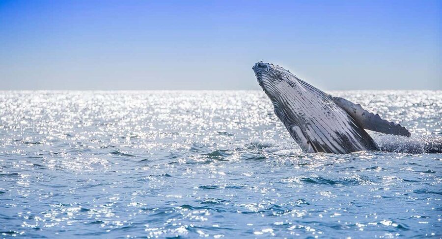 From Punta Cana: Samana Bay Whale-Watching Cruise with Lunch - The unexpected waterfall and animal ride issue