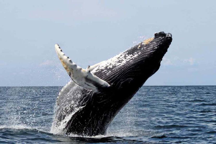 From Punta Cana: Samana Bay Whale-Watching Cruise with Lunch - Is $140 a fair price?