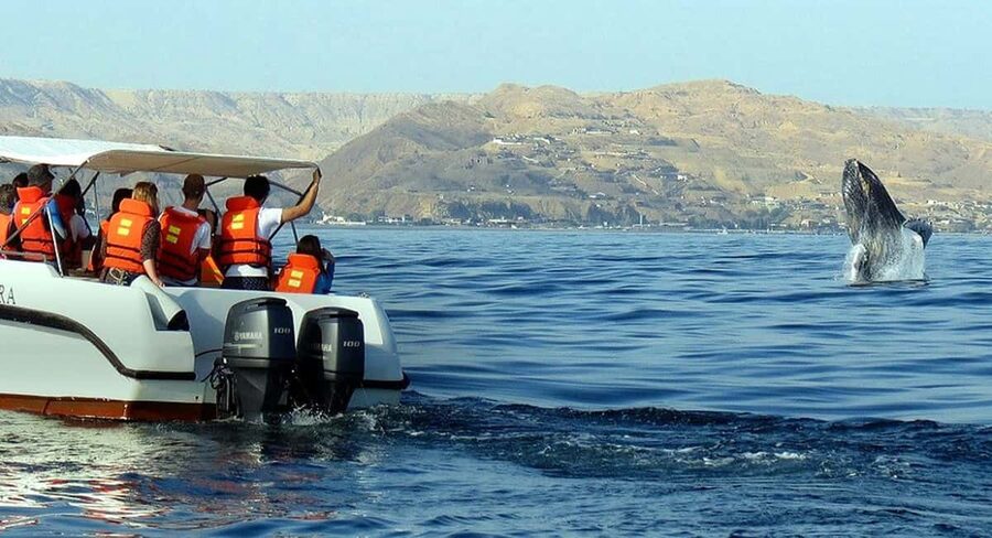 From Punta Cana: Samana Bay Whale-Watching Cruise with Lunch - Who will enjoy this excursion most?