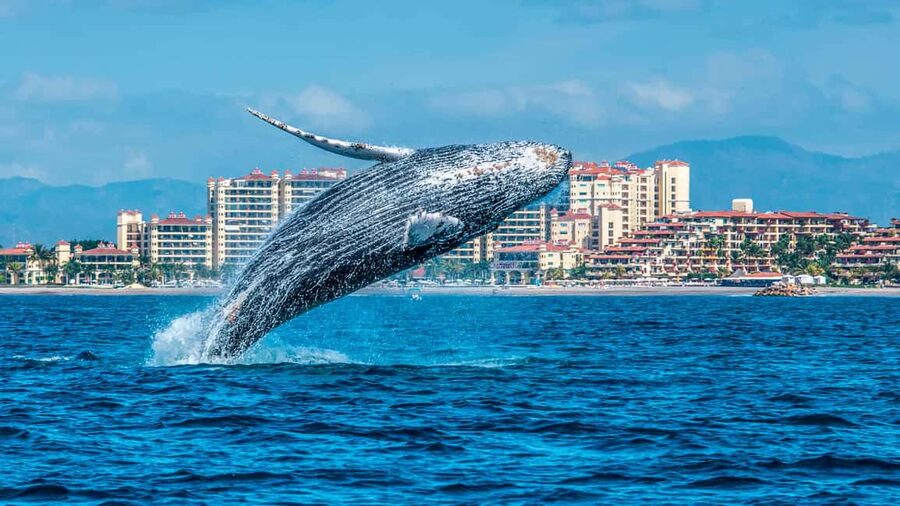From Punta Cana: Samana Bay Whale-Watching Cruise with Lunch - What you may actually see from the boat