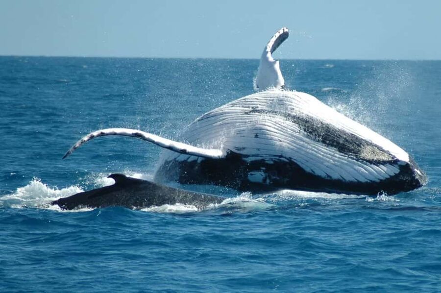 From Punta Cana: Sanctuary Whale Watching Day Trip - From Punta Cana to Samaná by early morning bus