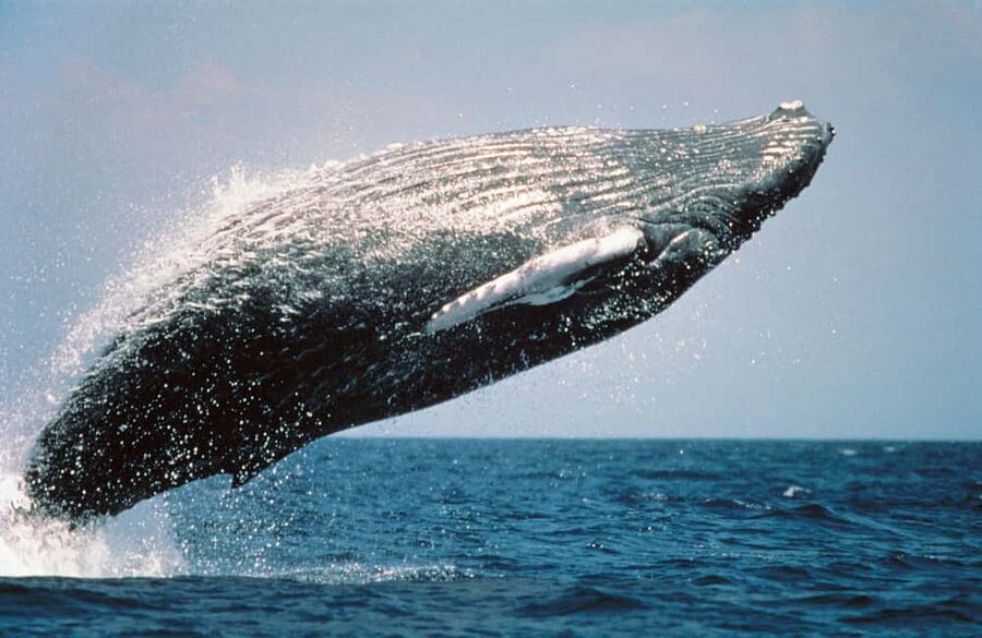 From Punta Cana: Sanctuary Whale Watching Day Trip - Cayo Levantado and the one-hour beach stop