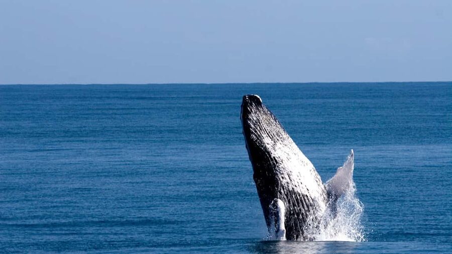 From Punta Cana: Whale Watching and Beaches Day Trip - Key points to know before booking