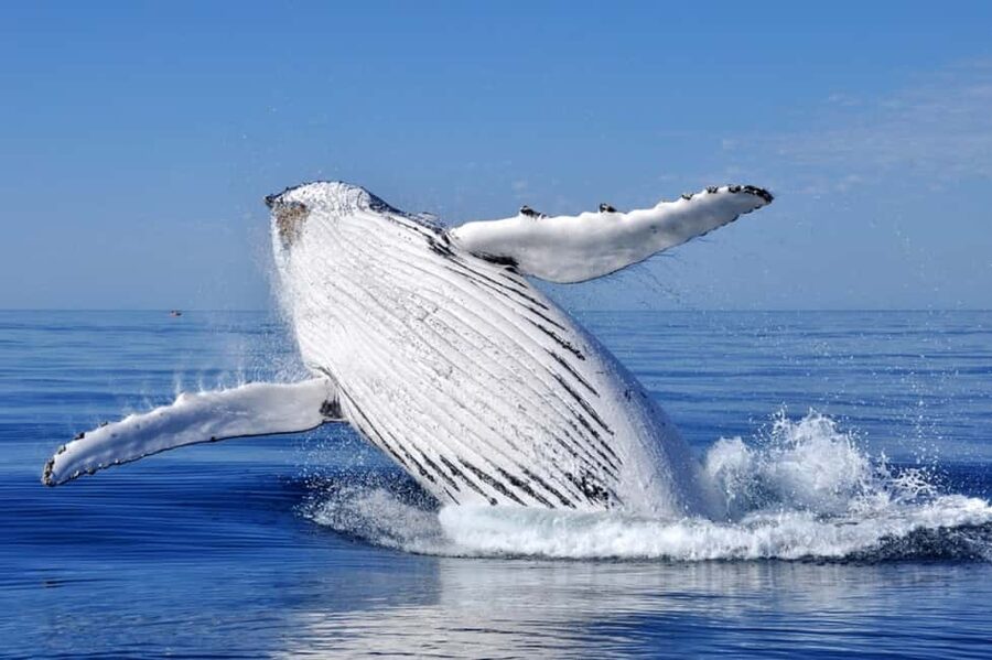 From Punta Cana: Whale Watching and Montana Redonda Tour - Key points at a glance