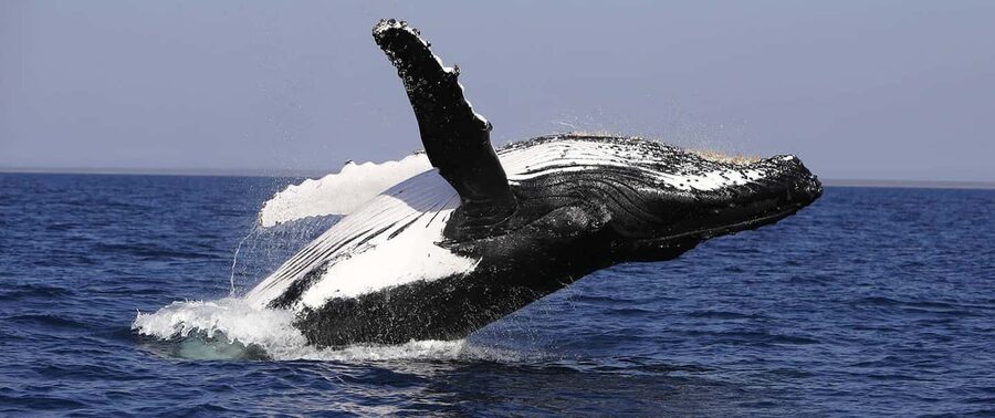 From Punta Cana: Whale Watching and Montana Redonda Tour - What to bring and who should book