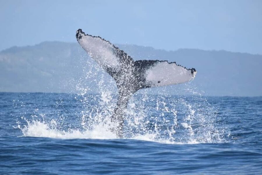 From Punta Cana: Whale Watching and Montana Redonda Tour - Whale watching in Samaná Bay