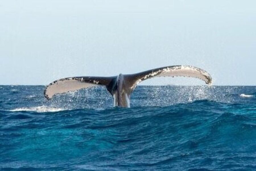 From Punta Cana: Whale Watching and Montana Redonda Tour - Returning to Miches after the cruise