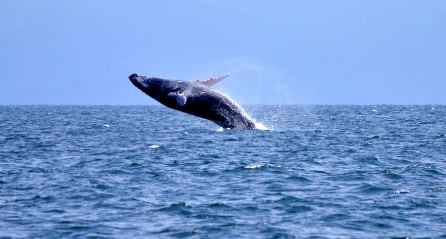 From Punta Cana: Whale Watching and Montana Redonda Tour - Dominican lunch with an Atlantic view