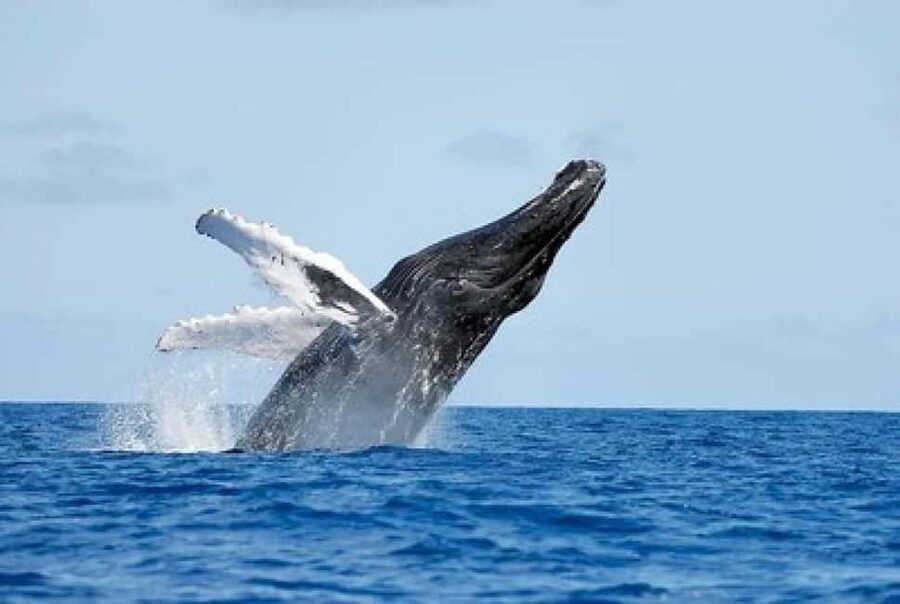 From Punta Cana: Whale Watching and Montana Redonda Tour - The inland return to Punta Cana