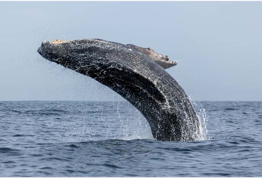 From Punta Canta: Whale Watching Cruise with Cayo Levantado - Boarding at Las Cañitas Dock