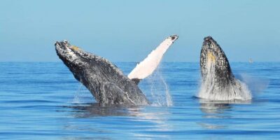 From Punta Canta: Whale Watching Cruise with Cayo Levantado