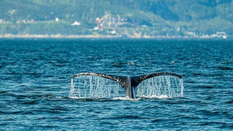 From Quebec City: Whale Watching Excursion Full-Day Trip - Key things to know before you book