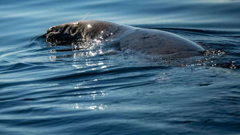 From Quebec City: Whale Watching Excursion Full-Day Trip - Who should book this day trip?