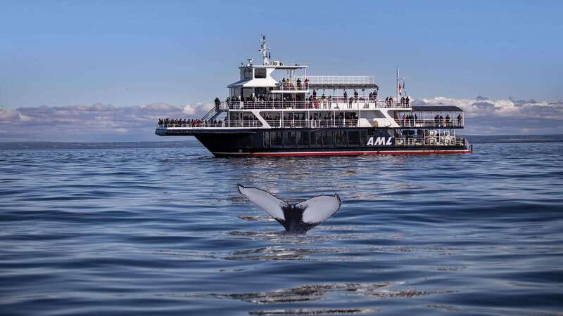From Quebec City: Whale Watching Excursion Full-Day Trip - Baie-Sainte-Catherine and the Saguenay Fjord