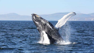 From Quebec City: Whale Watching Excursion Full-Day Trip