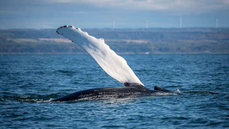 From Quebec City: Whale Watching Excursion Full-Day Trip - Choosing the large boat