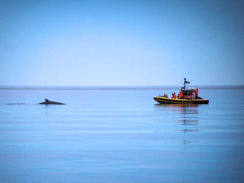 From Quebec City: Whale Watching Excursion Full-Day Trip - Choosing the Zodiac