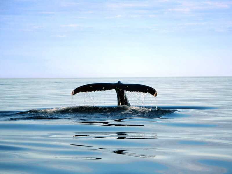 From Quebec City: Whale Watching Excursion Full-Day Trip - Whales, seals, and the luck factor