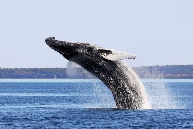 From Quebec City: Whale Watching Excursion Full-Day Trip - Food, clothing, and the small details that matter