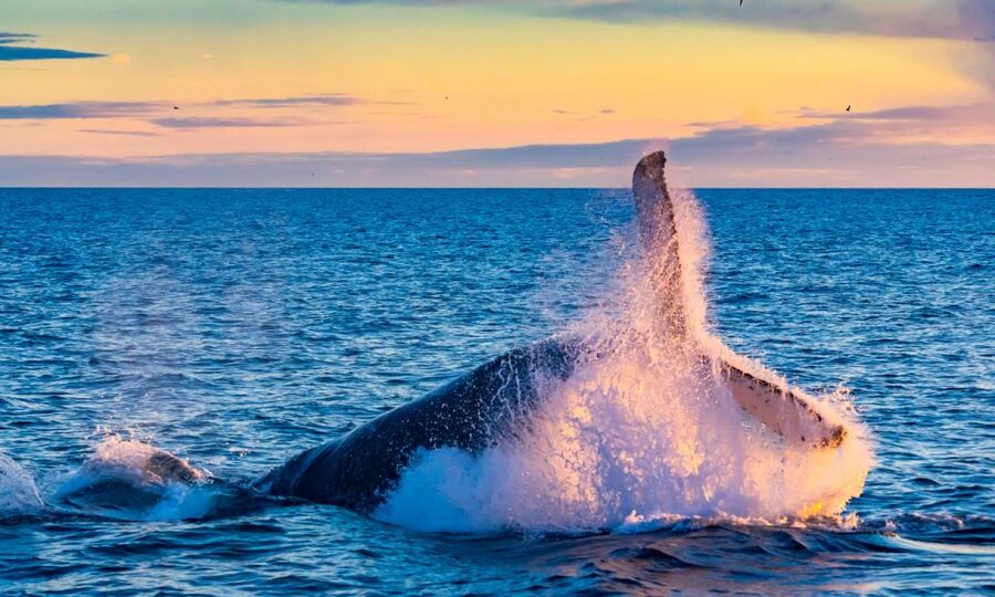 From Reykjavik: Full Day Whale Watching & Golden Circle Tour - Who will get the most from this $222 day