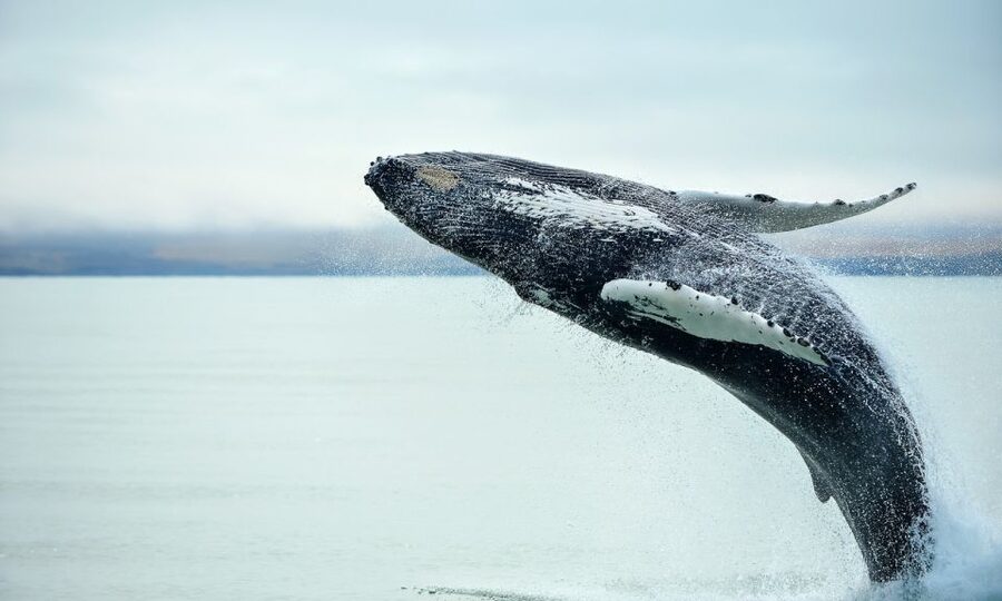 From Reykjavik: Full Day Whale Watching & Golden Circle Tour - Gullfoss, where glacial water takes over