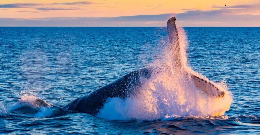 From Reykjavik: Full Day Whale Watching & Golden Circle Tour - Starting at Reykjavík Old Harbour