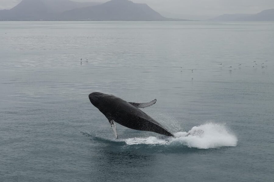 From Reykjavik: Whale Watching Tour - Key points to know before sailing