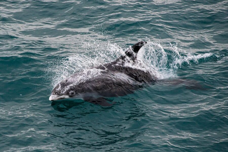 From Reykjavik: Whale Watching Tour - Price and value at $103