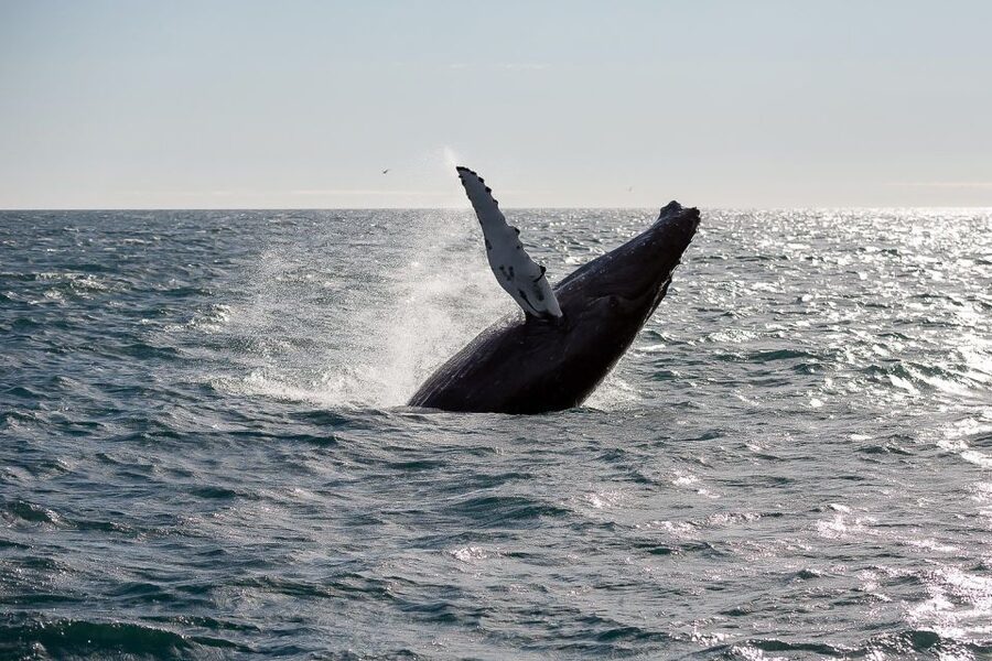 From Reykjavik: Whale Watching Tour - Setting out from Geirsgata 11