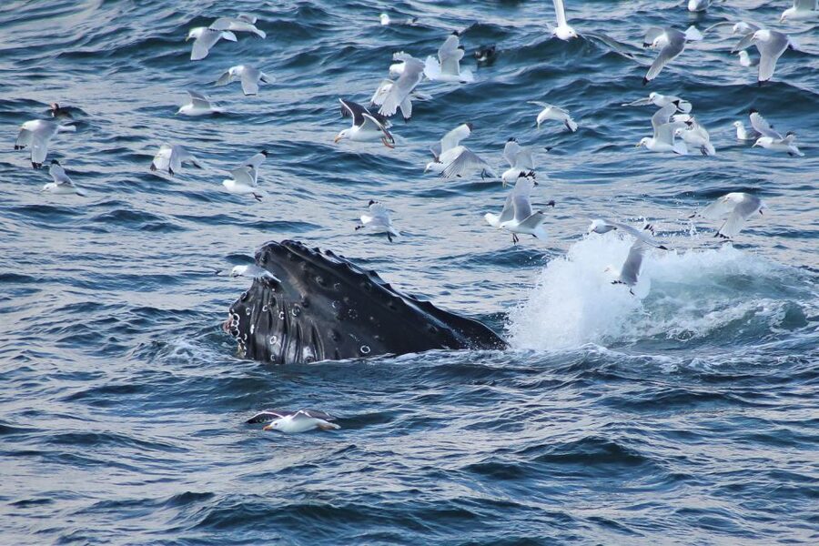 From Reykjavik: Whale Watching Tour - Faxaflói Bay is the main wildlife search