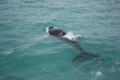From Reykjavik: Whale Watching Tour
