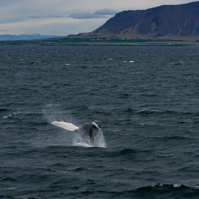 From Reykjavik: Whale Watching Tour - The mountain views are part of the reward